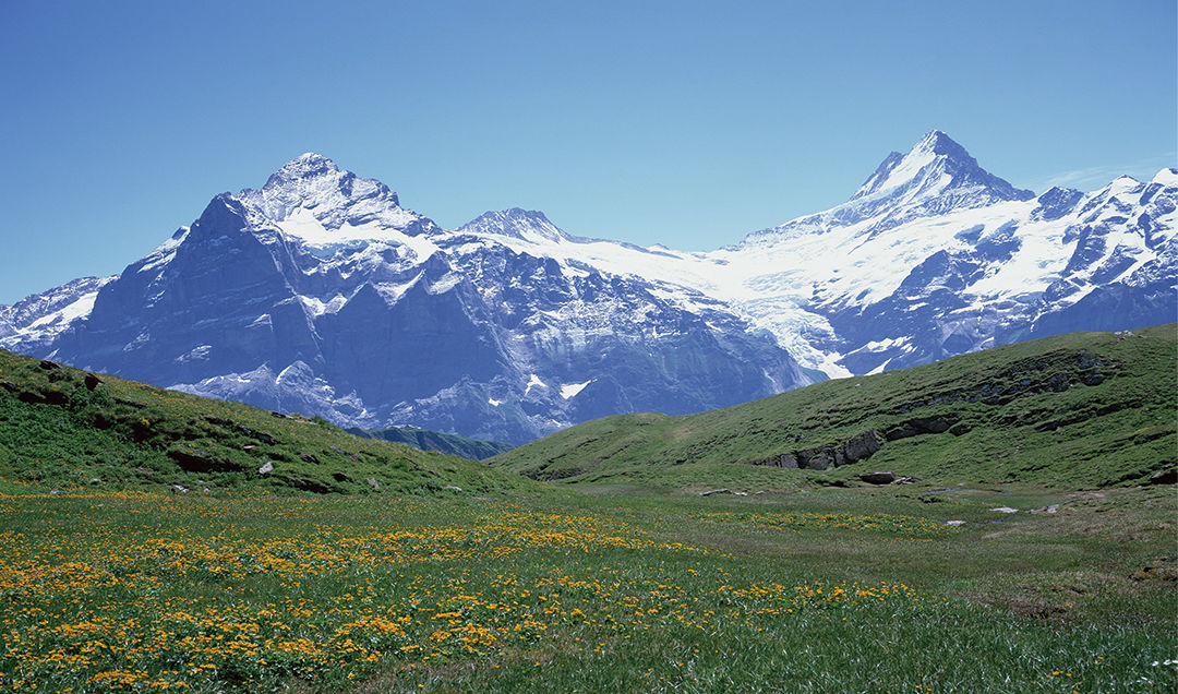 ཞལ་དཀར།