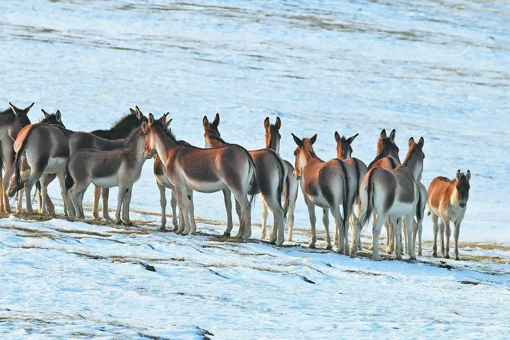 “རྒྱལ་དོན་གྱི་ཆེ་ཕྱོགས”ཡིད་ལ་བརྟན་པོར་བཅངས་ཏེ་སྐྱེ་ཁམས་བདེ་འཇགས་སྲུང་ཡོལ་བརྟན་པོ་བསྐྲུན་པ།