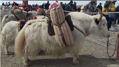 མཚོ་སྔོན་པོའི་ཞལ་སྒོ་འབྱེད་པའི་དུས་ཆེན་སྐབས་དང་པོའི་བྱེད་སྒོ། མཚོ་བྱང་རྐང་ཚའི་ཚོགས་ར།